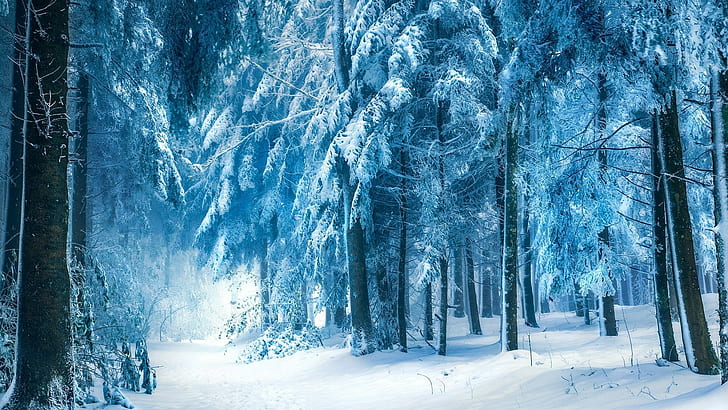 natur, vinter, snö, landskap, träd, skog, frost, gren, HD tapet