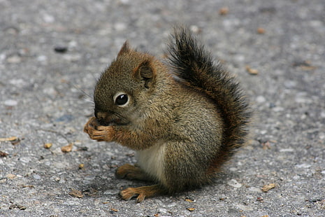 małe zwierzątka, wiewiórki, zwierzęta, Tapety HD HD wallpaper