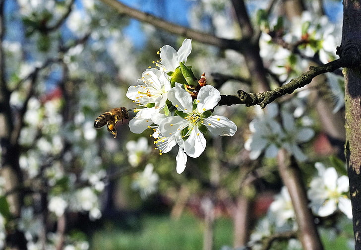 pszczoła, pszczoły, kwitnące kwiaty, kwiat, kwitnienie, ogród, miód, owad, nektar, śliwka, pyłek kwiatowy, zapylanie, zapylanie kwiatów, wiosna, pszczoły przy pracy, zbieranie, praca, Tapety HD