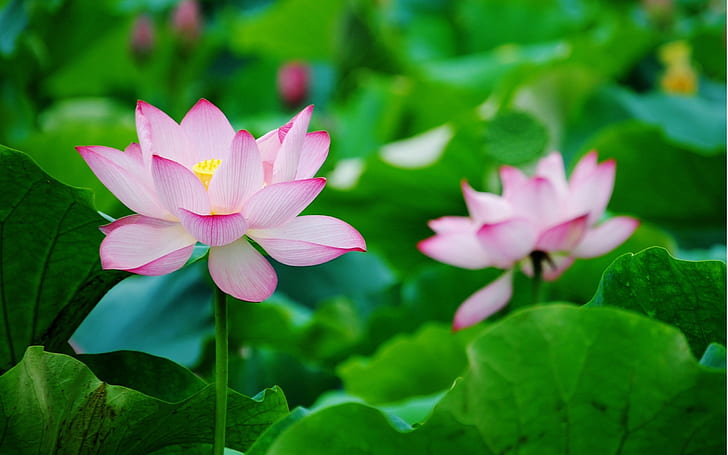 Dua lotus, kelopak bunga merah muda, Dua, Lotus, Wallpaper HD