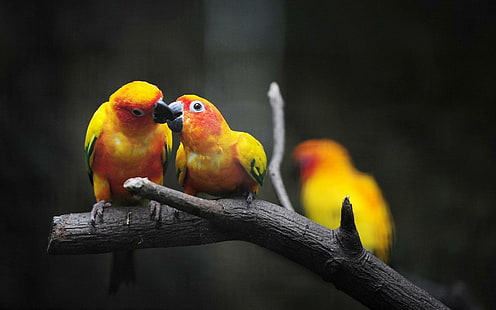 Papagaios amorosos, papagaios, pássaros, amarelo, animais, amor, HD papel de parede HD wallpaper