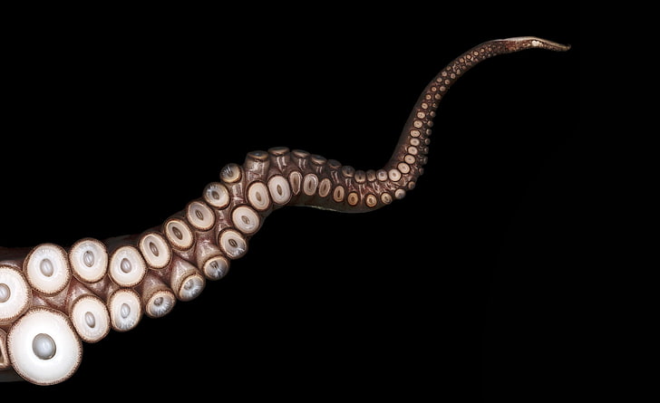 Gurita, tentakel gurita, Hewan, Laut, Gurita, Wallpaper HD