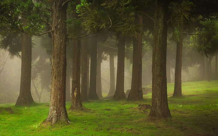три кафяви дървени стенни декора, пейзаж, гора, мъгла, на открито, HD тапет