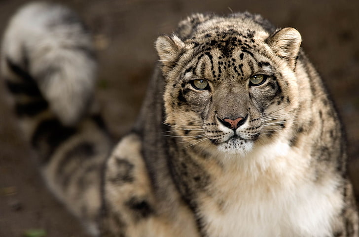 gray cheetah, snow leopard, look, predator, big cat, HD wallpaper