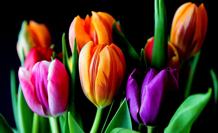 colorful, flowers, tulips, HD wallpaper