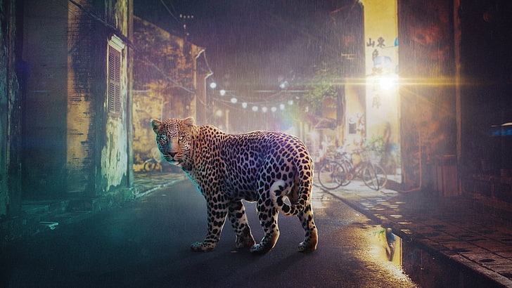 leopard (djur), digital konst, HD tapet