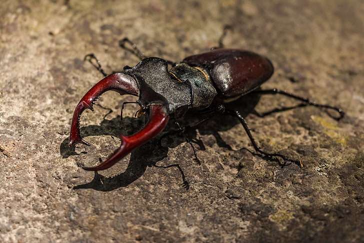 animal, arthropod, beetle, close up, flying insect, insect, lucanus cervus, shadow, stag beetle, HD wallpaper