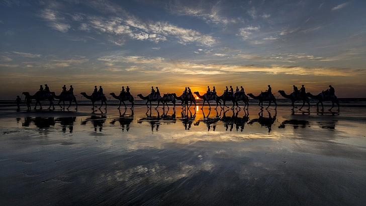 silhouette of trees near body of water painting, camels, HD wallpaper