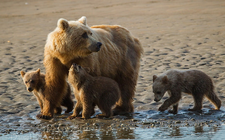 brown animals, bears, cubs, family, sand, HD wallpaper