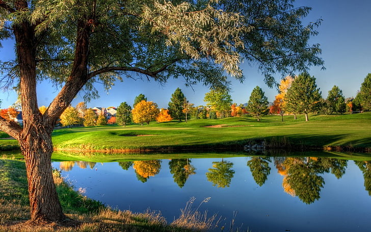arbre feuillu vert au bord de l'eau, lac, paysage, arbres, parcours de golf, Fond d'écran HD