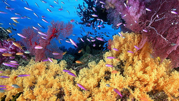 coral reef, reef, coral, marine biology, ocean, coral reef fish, stony coral, underwater, sea, HD wallpaper