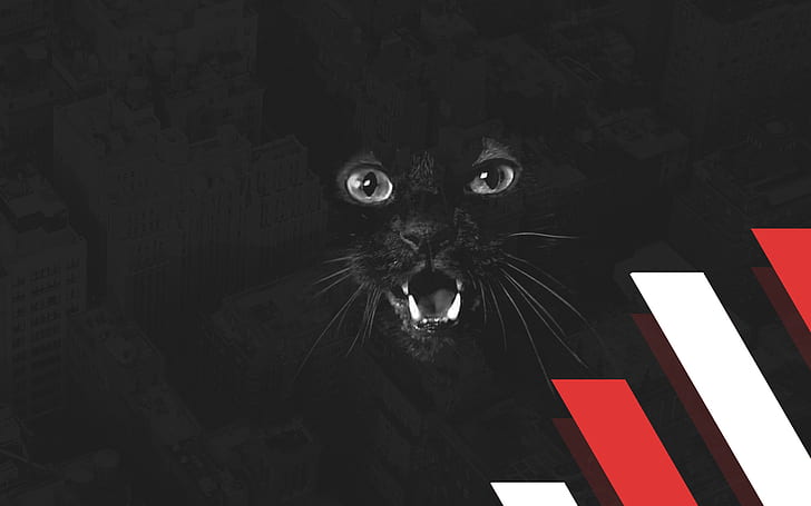kucing, hitam, mulut terbuka, Wallpaper HD