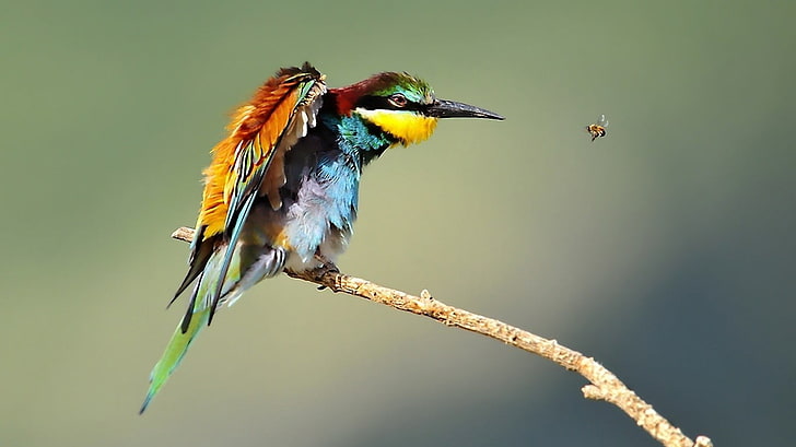 длинношерстный чирок и желтая птица, природа, животные, пчелоеды, птицы, пчелы, HD обои