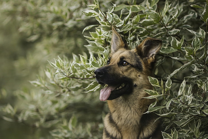 braune und schwarze Kurzfellkatze, Hund, Schäferhund, Tiere, Blätter, Schärfentiefe, HD-Hintergrundbild