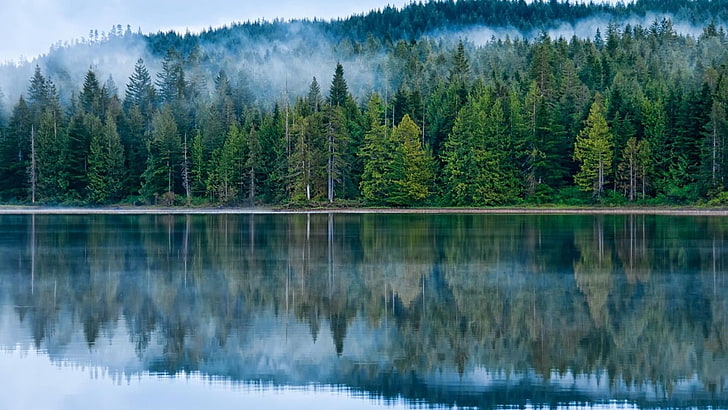 reflected, lake, misty, forest, fog, pines, HD wallpaper