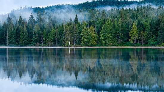 reflété, lac, brumeux, forêt, brouillard, pins, Fond d'écran HD HD wallpaper