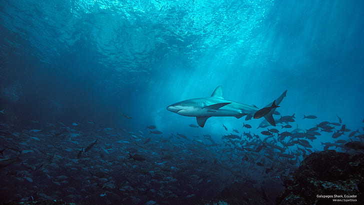 Галапагоска акула, Еквадор, Ocean Life, HD тапет