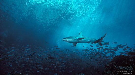Галапагоска акула, Еквадор, Ocean Life, HD тапет HD wallpaper