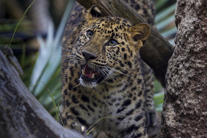 leopard, big cats, animals, HD wallpaper
