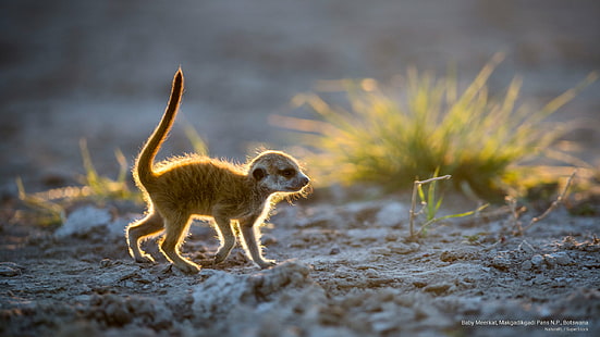 Baby Meerkat, Makgadikgadi Pans N.P., Botswana, Hewan, Wallpaper HD HD wallpaper