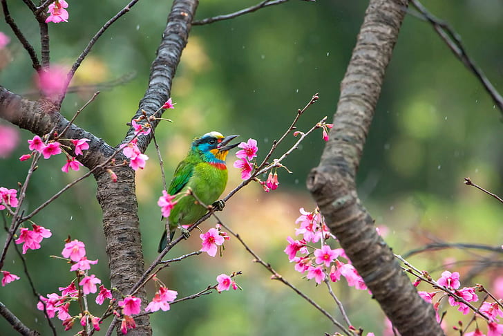 Vogel thront über rosa Blüten, Vogel, rosa, Blumen, Natur, Tierwelt, Tier, Baum, Zweig, im Freien, HD-Hintergrundbild