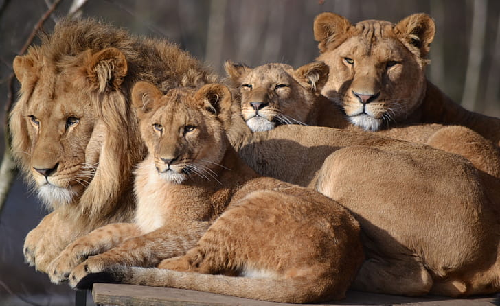 Leo, keluarga, singa betina, kebun binatang, anaknya, kucing besar, Safari, Wallpaper HD