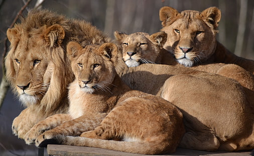 Лъв, семейство, лъвица, зоопарк, малки, голяма котка, сафари, HD тапет HD wallpaper