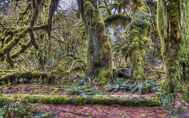 Green Lush Rainforest Covered Trees With Green Moss City West Seattle Washington Hd Desktop Wallpaper, HD wallpaper