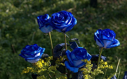 Beauties In Blue, mawar biru, mawar, biru, bunga, keindahan, 3d dan abstrak, Wallpaper HD HD wallpaper