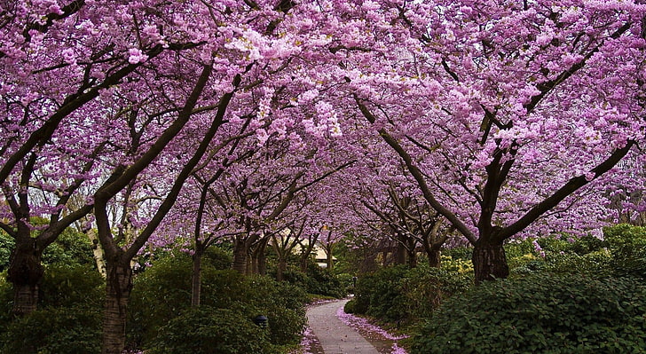Пролетни розови дървета, лилави листни дървета, сезони, пролет, розови, дървета, HD тапет