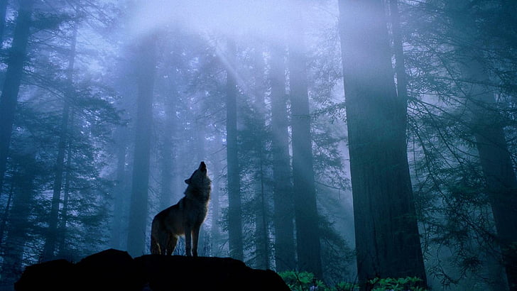 الذئب ، الشفق ، الغابة ، الظلام، خلفية HD