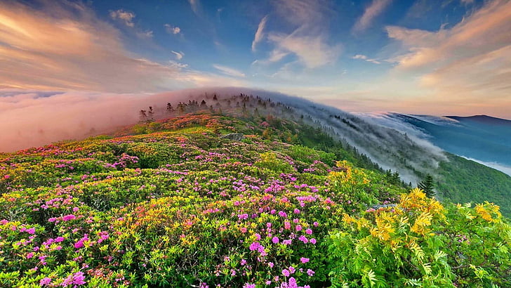 Cielo, flor, paisaje, mañana, amanecer, campo florido, paisaje de montaje,  Fondo de pantalla HD | Wallpaperbetter