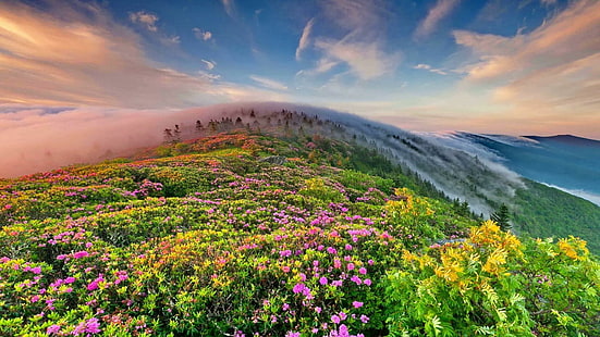 небе, цвете, пейзаж, сутрин, зора, цветно поле, планинска природа, време, облаци, поле, цветя, флора, цветно поле, хълм, хълмове, пролетно поле, пролет, мъглив, HD тапет HD wallpaper