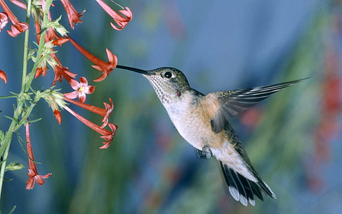 ฮัมมิ่งเบิร์ด Hummingbird, วอลล์เปเปอร์ HD HD wallpaper