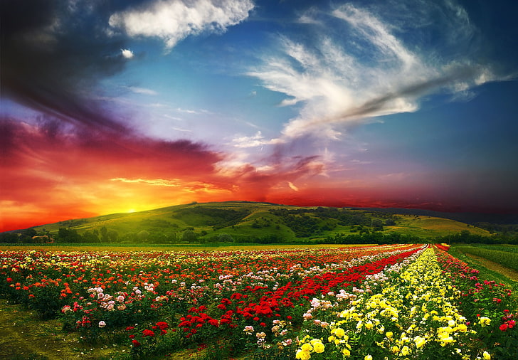bed of assorted flower, summer, the sun, clouds, landscape, flowers, nature, paint, roses, valley, horizon, scenery, Beautiful landscape, countryside, rose valley, HD wallpaper