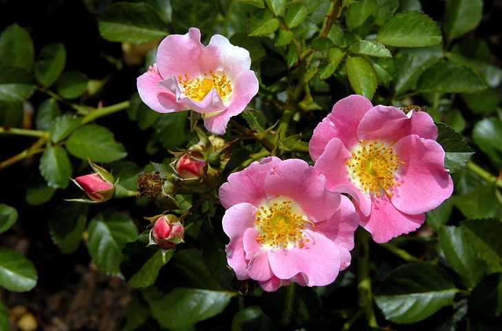 three pink flowers, rose, shrub, flower, green, close-up, HD wallpaper