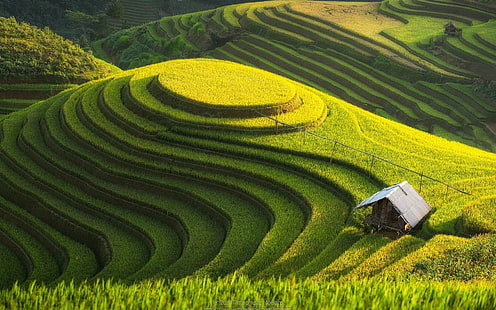 природа, оризово поле, терасовидно поле, хижа, HD тапет HD wallpaper