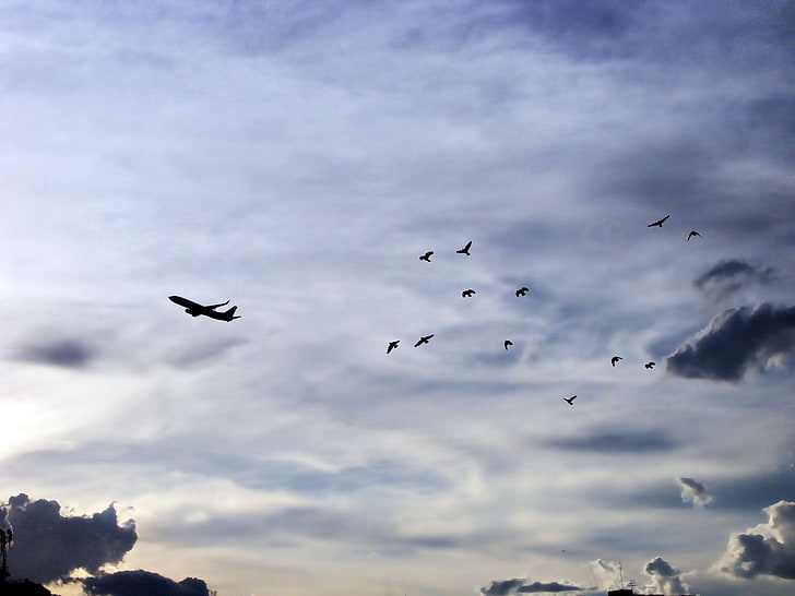 avio, pássaros, nuvens, céu, pôr do sol, HD papel de parede