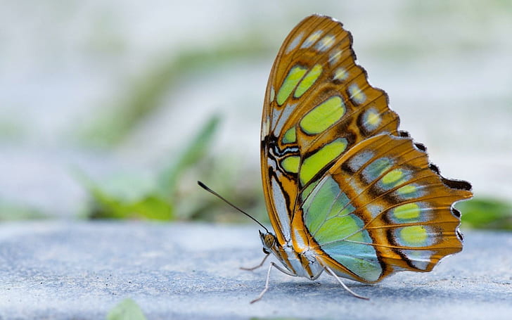 Butterfly Wings, motyl, skrzydła, Tapety HD