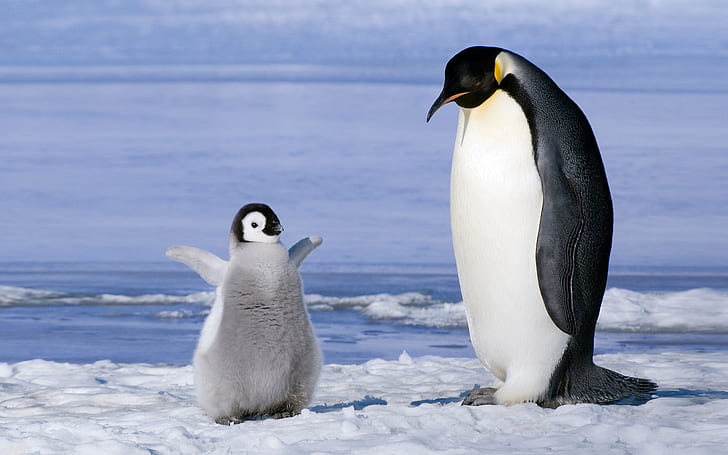 Pinguins Antárticos, Antártico, Pinguim, HD papel de parede