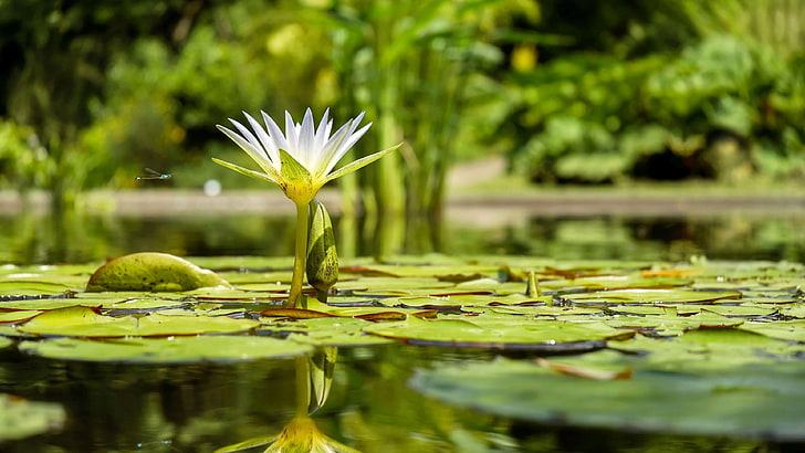 water, reflection, flora, flower, leaf, plant, pond, water lily, lotus, aquatic plant, HD wallpaper