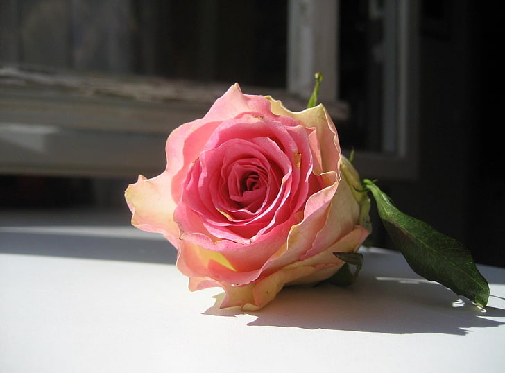 pink rose, rose, flower, bud, windowsill, frame, HD wallpaper