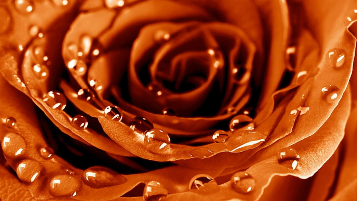 brown rose with water drops, Rose, 4k, HD wallpaper, drops, dew, flower, HD wallpaper