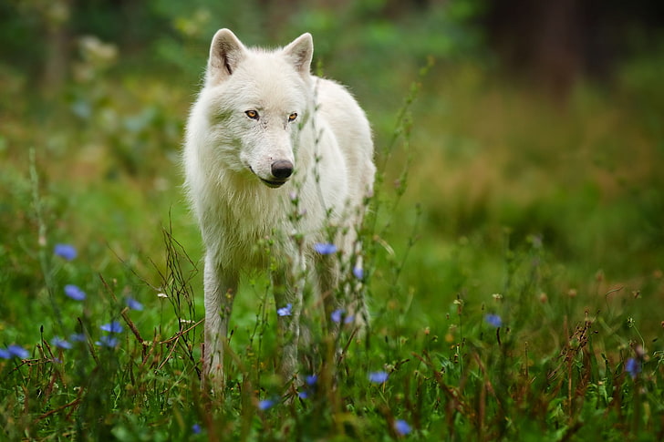 белый волк, арктический волк, хищник, волк, HD обои
