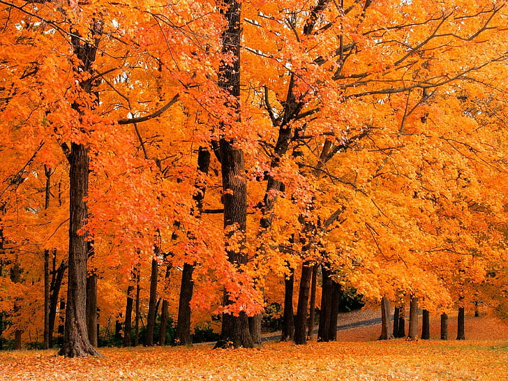 أشجار الخريف الموسم البرتقالي الحدائق 1600x1200 طبيعة الأشجار HD الفن ، الأشجار ، الخريف (الموسم)، خلفية HD