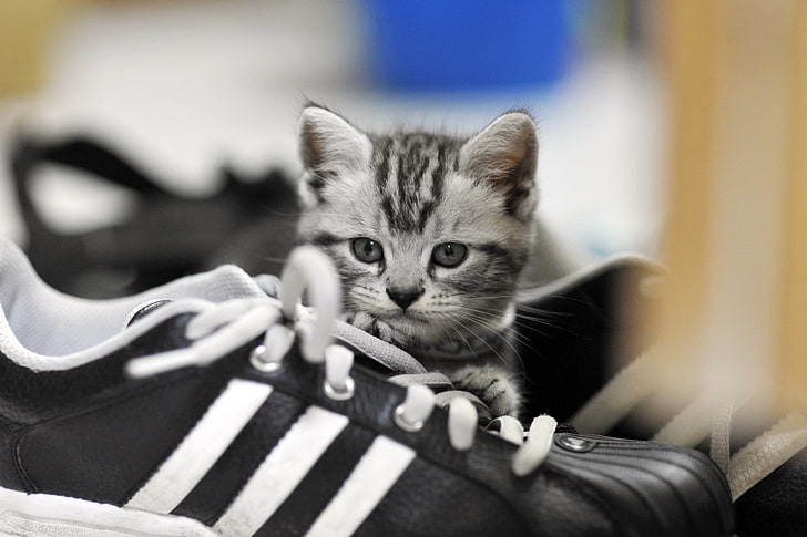 sneaker hitam dan putih yang tidak berpasangan, anak kucing, sepatu kets, abu-abu, Wallpaper HD
