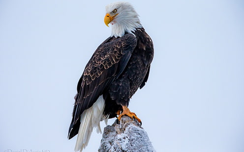 Águia americana, close-up, careca, águia, HD papel de parede HD wallpaper