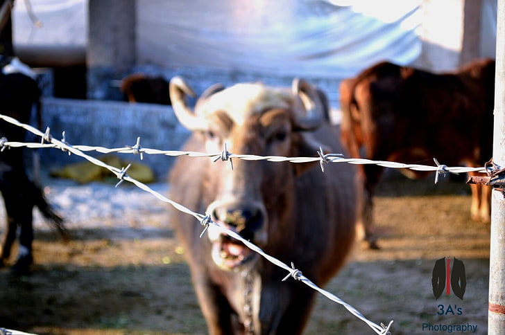 cow, photography, barbed wire, animals, mammals, HD wallpaper