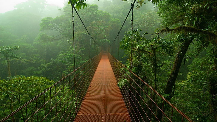 Bridges, Bridge, Forest, Jungle, Rainforest, HD wallpaper