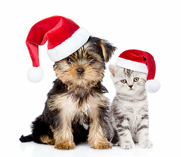 動物、猫と犬、猫、クリスマス、犬、休日、子猫、子犬、サンタ帽子、 HDデスクトップの壁紙 HD wallpaper